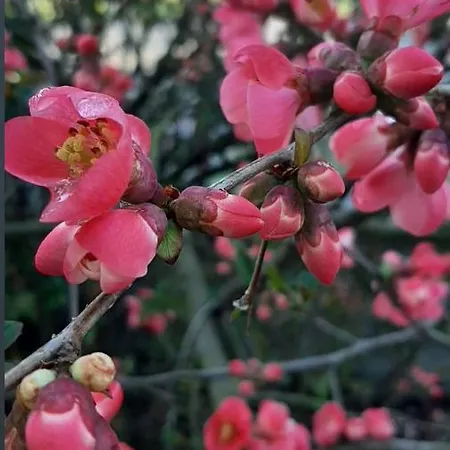 Lux Guest Housе мukachevo Feriehus