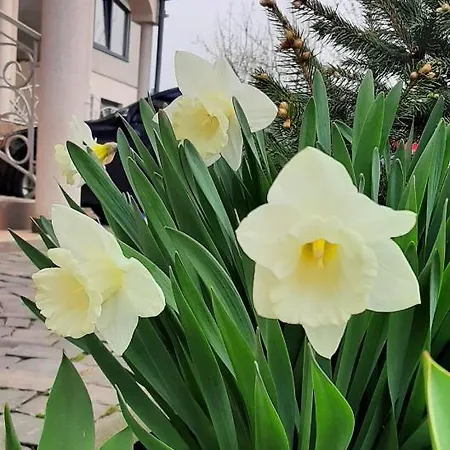 Holiday home Lux Guest Housе мukachevo *