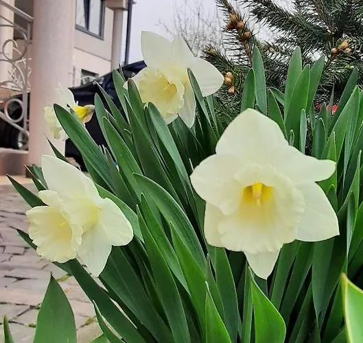 Casa de Férias Lux Guest Housе мukachevo *